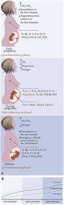 Urticaria in Pregnancy and Lactation